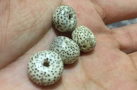 鉴别阿卡红珊瑚的方法