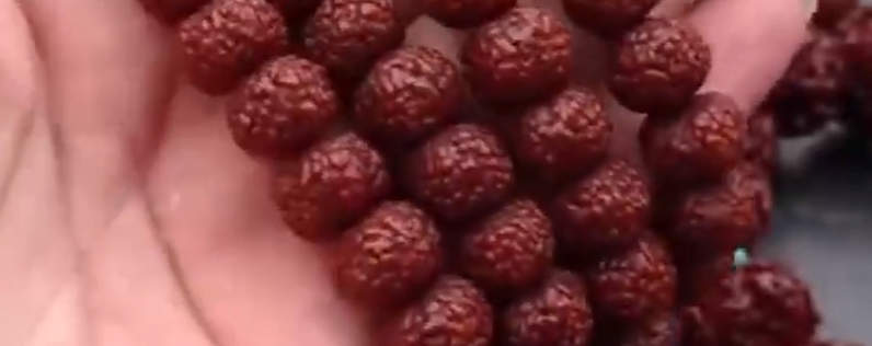 菩提子的种类和维护