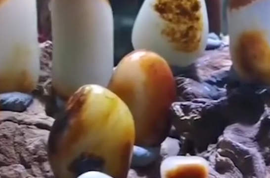 新疆羊脂玉鉴别方法