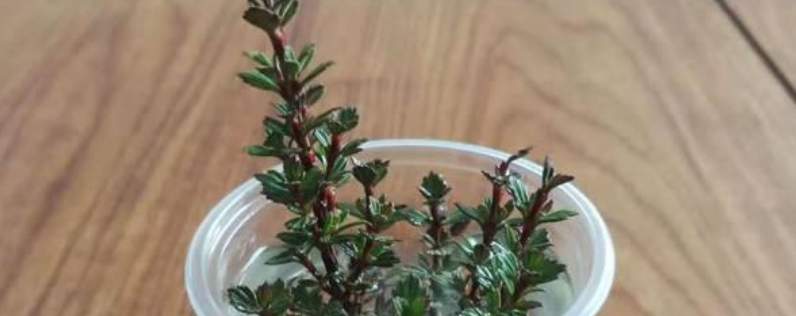 金丝檀手镯有什么好处？