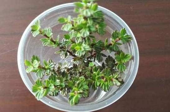 金丝檀手镯有什么好处？