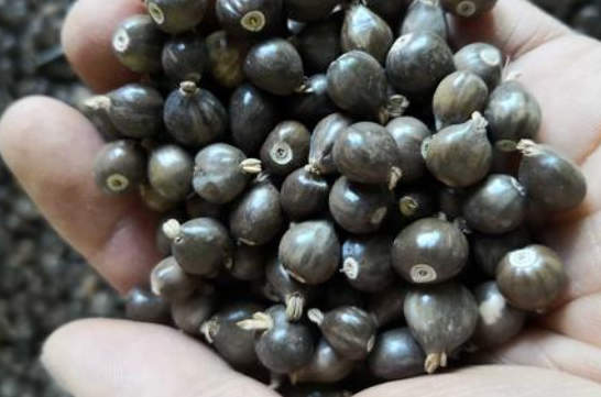 草菩提的作用和作用